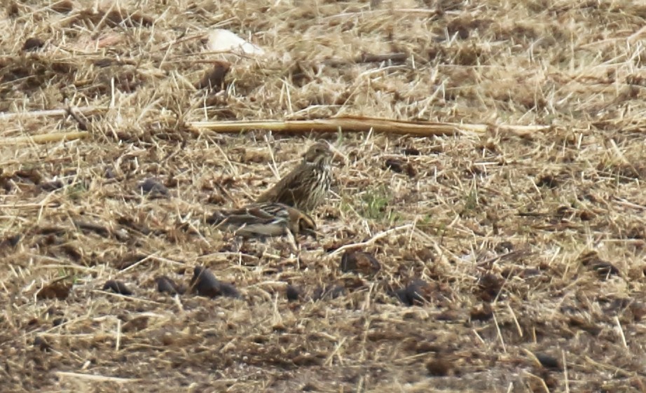 Lapland Longspur - ML188741751