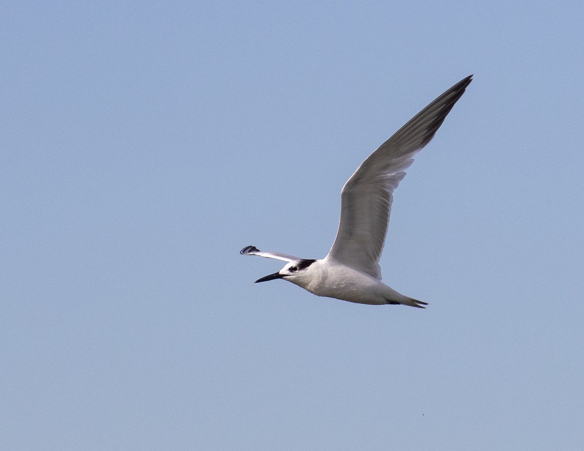 Sandwich Tern - ML188742021