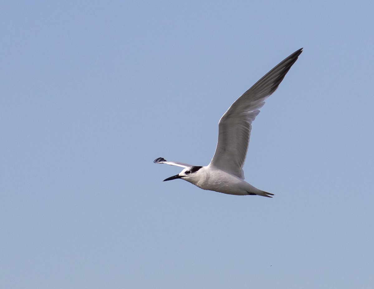 Sandwich Tern - Kamella Boullé