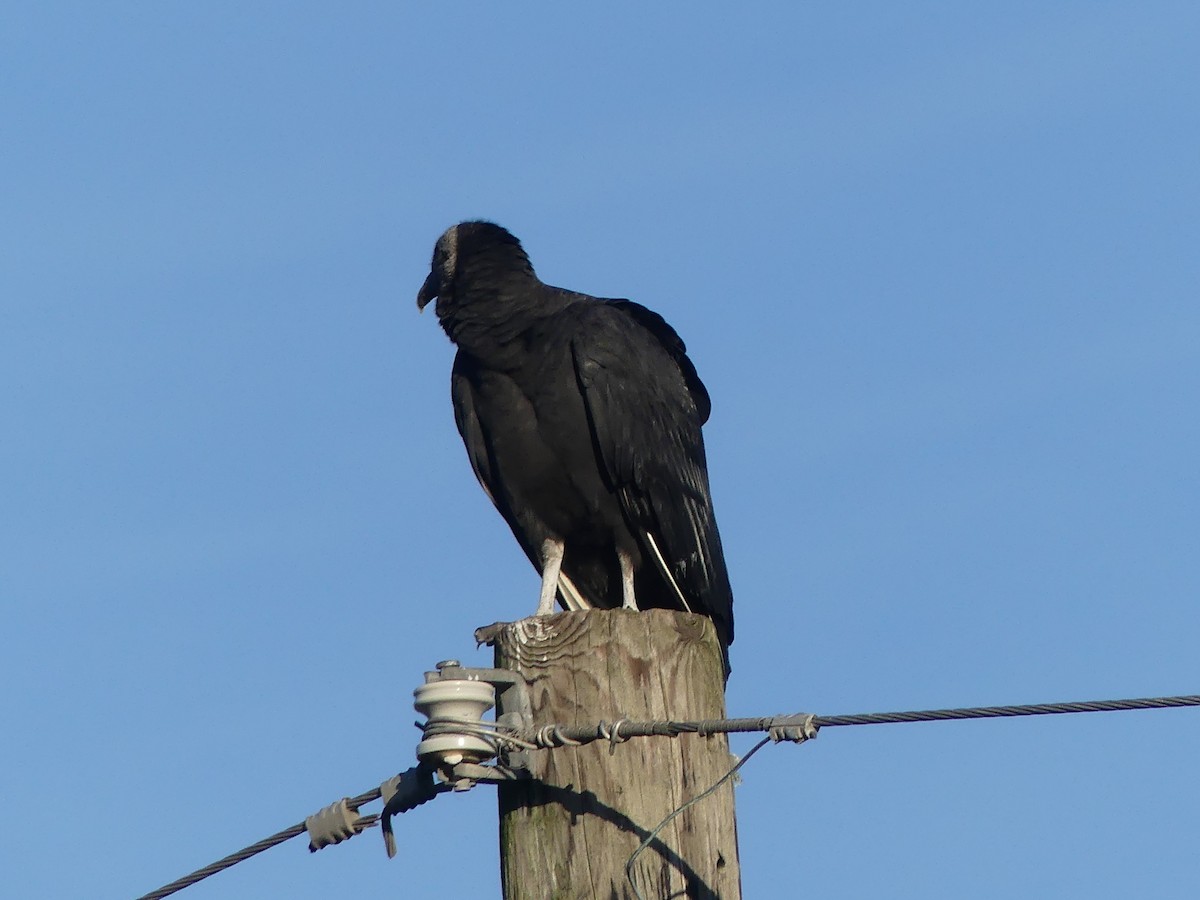 Black Vulture - Eamon Corbett