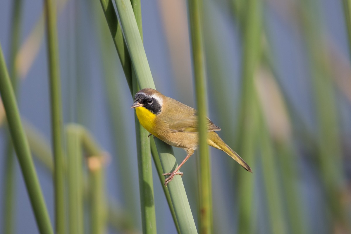 Common Yellowthroat - Carole Findlay