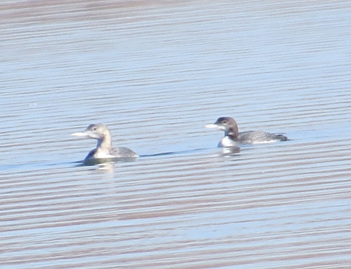 Yellow-billed Loon - ML188743931