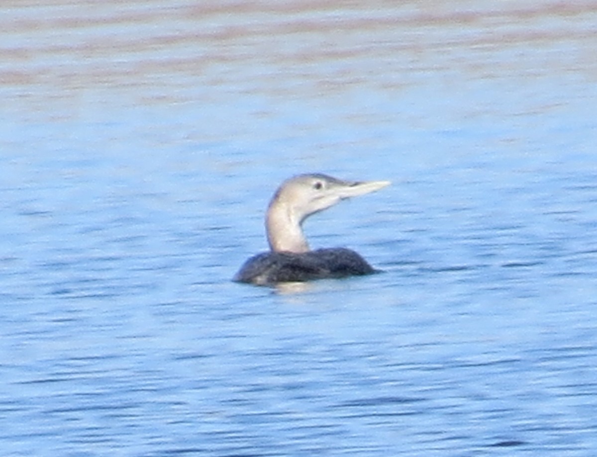 Yellow-billed Loon - ML188744051