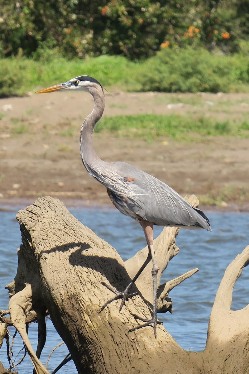 Great Blue Heron - Shelagh Parken