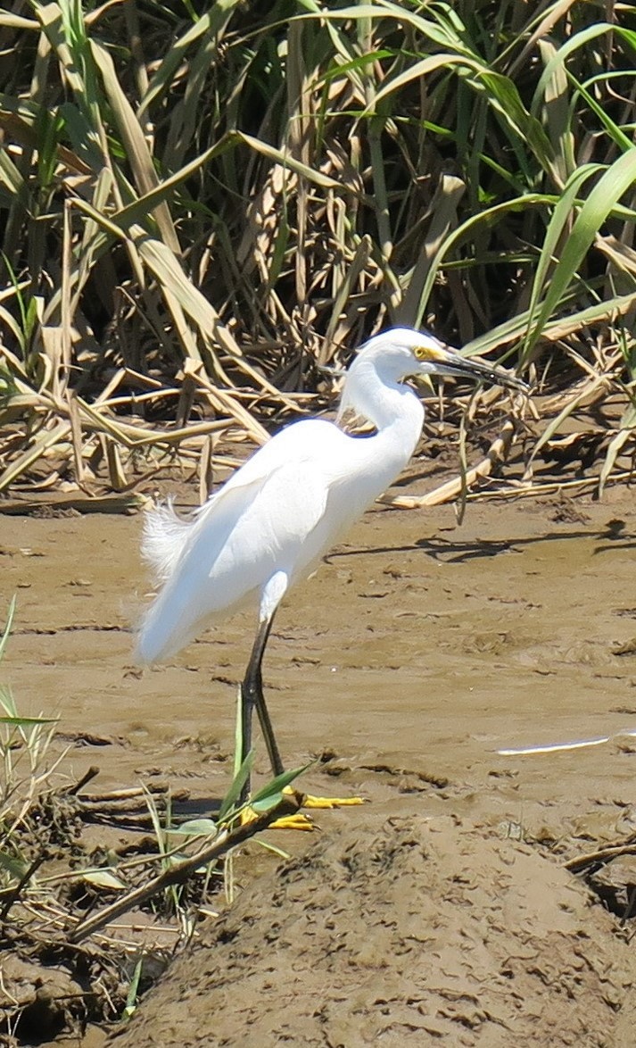 Snowy Egret - ML188744201