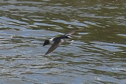 Mangrove Swallow - ML188744541