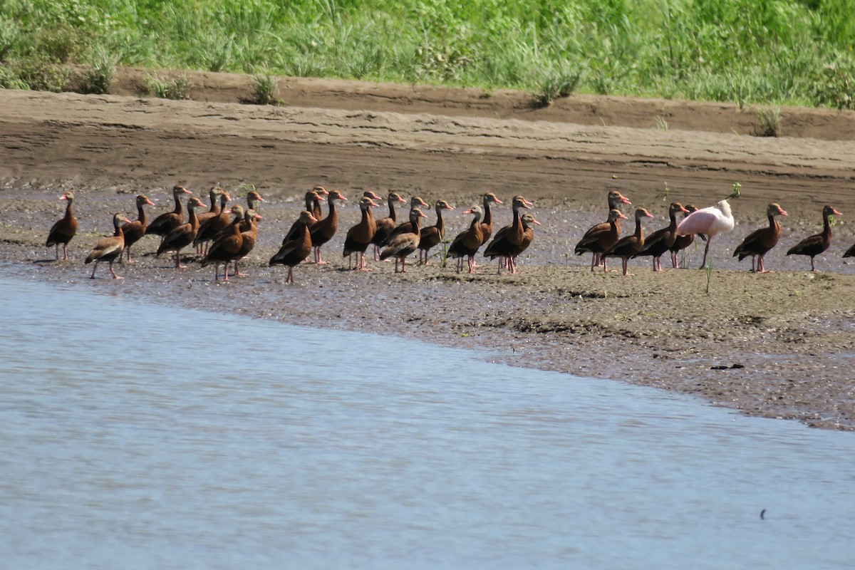 Black-bellied Whistling-Duck - ML188744611