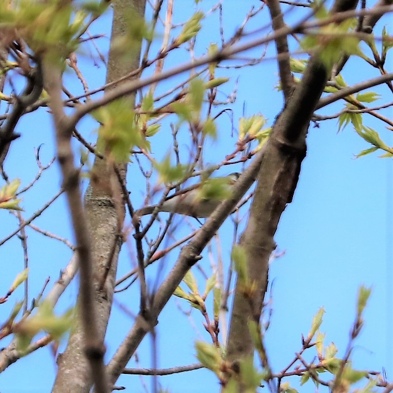 Chestnut-sided Warbler - ML188746031