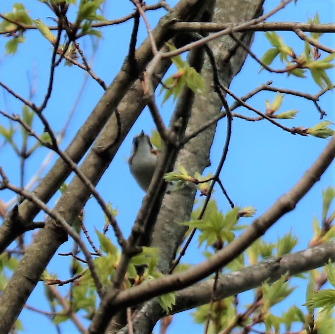 Chestnut-sided Warbler - ML188746051