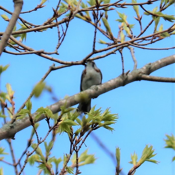 Chestnut-sided Warbler - ML188746071