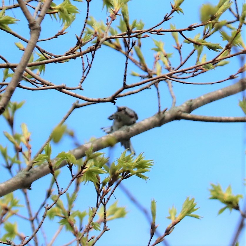 Chestnut-sided Warbler - ML188746081