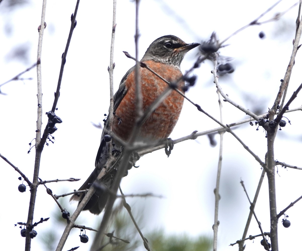 American Robin - ML188748421