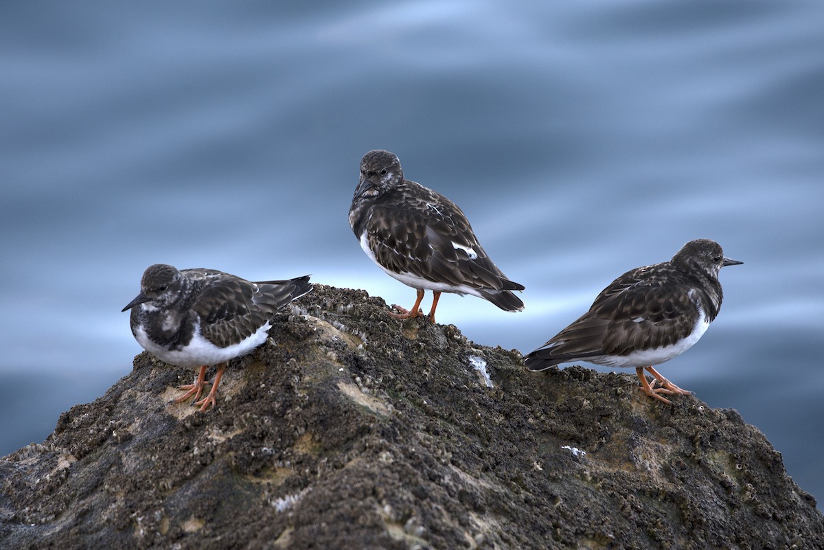 Ruddy Turnstone - Eduardo Realinho