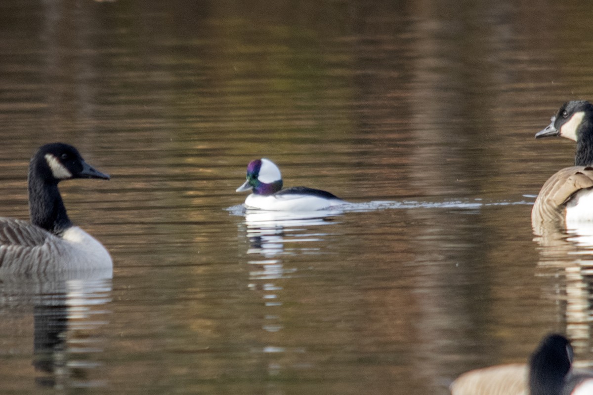 Bufflehead - Bonita Portzline