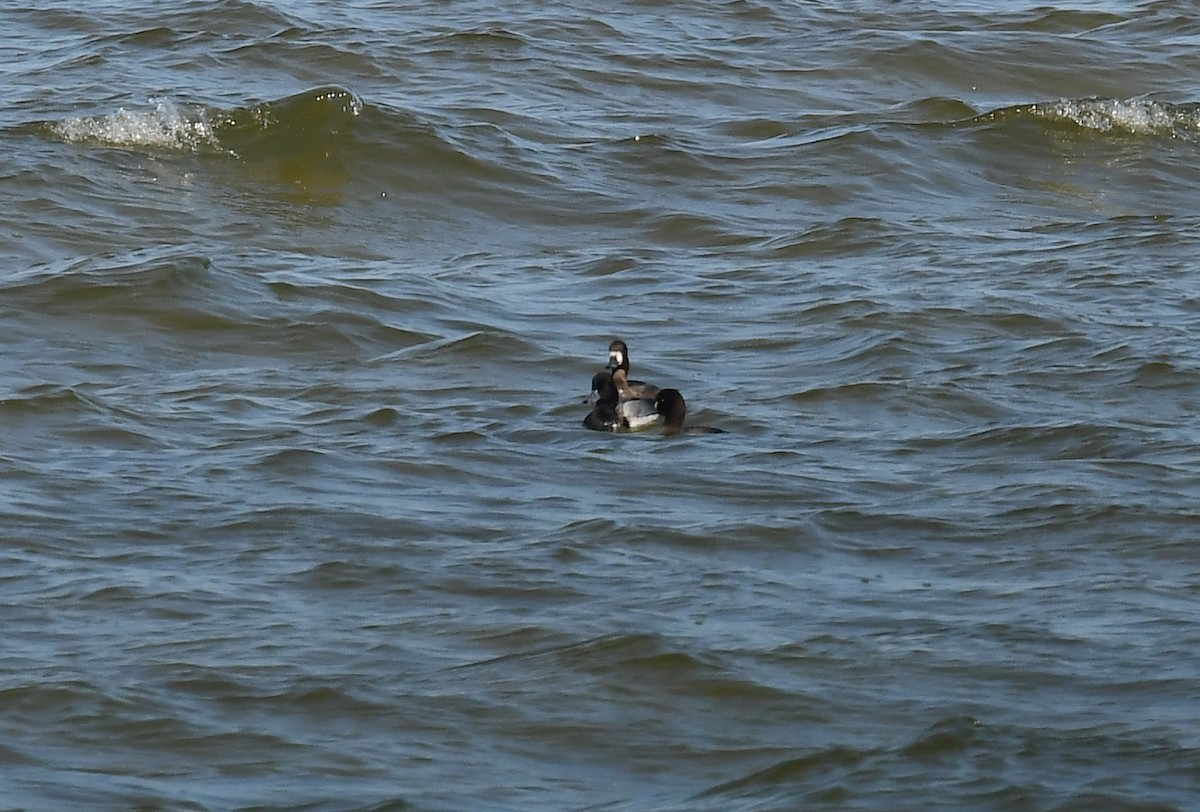 Greater Scaup - ML188751501