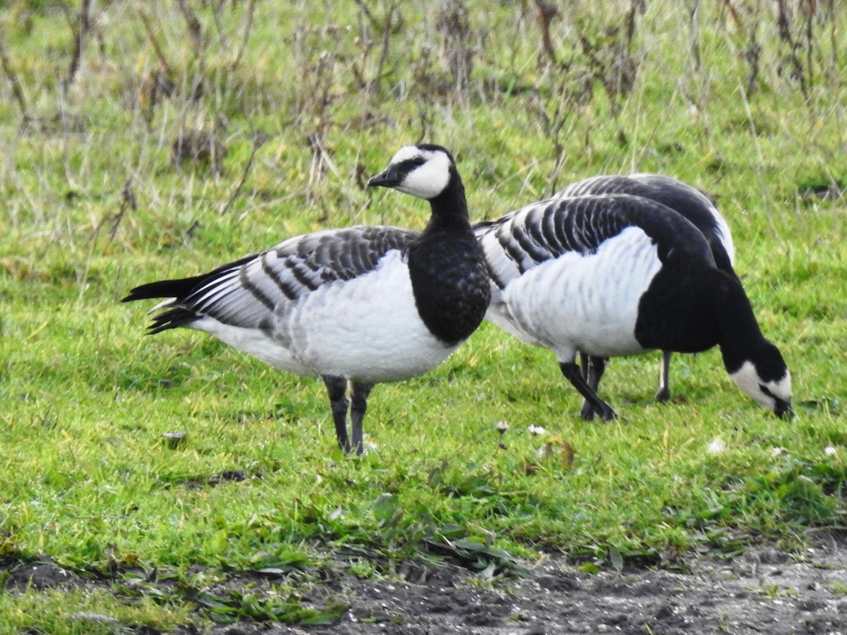 Branta musuzuria - ML188751521