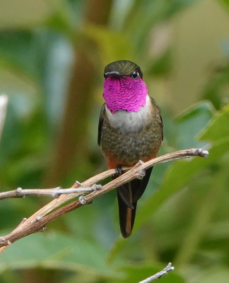 Magenta-throated Woodstar - Mark S. Garland