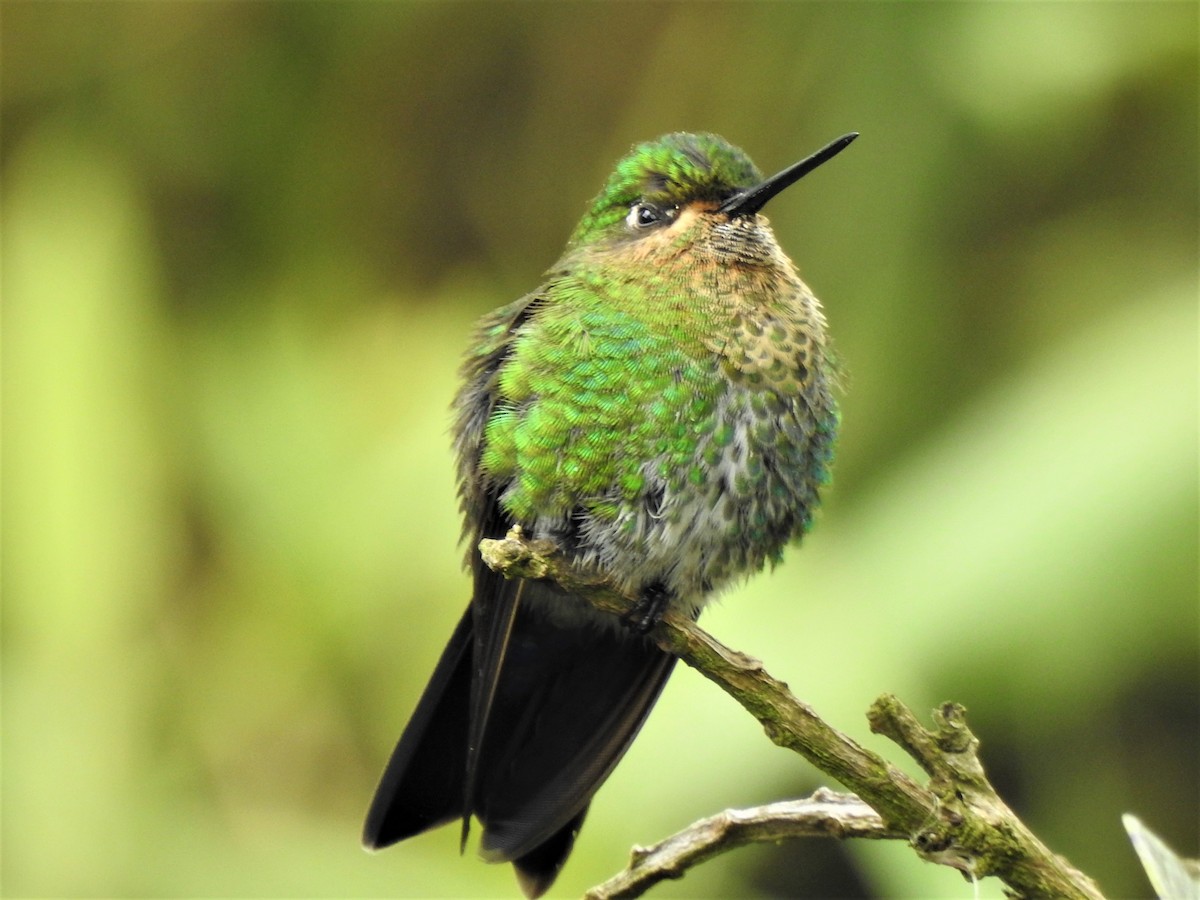 Glowing Puffleg - ML188754421