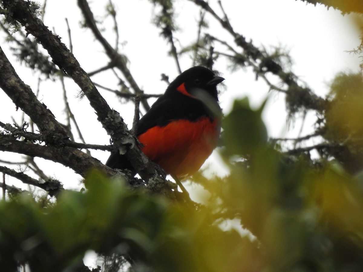 Scarlet-bellied Mountain Tanager - Sergio Reyes