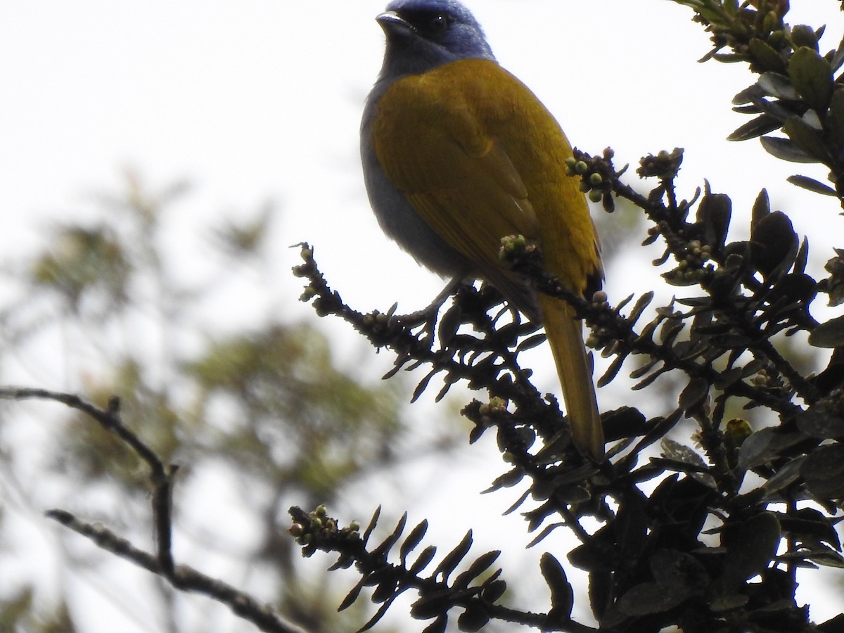 Blue-capped Tanager - Sergio Reyes