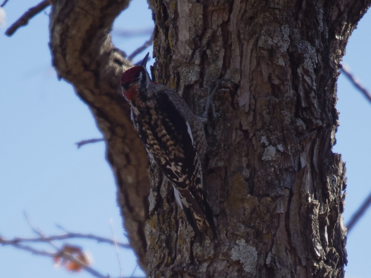 Red-naped Sapsucker - ML188755701