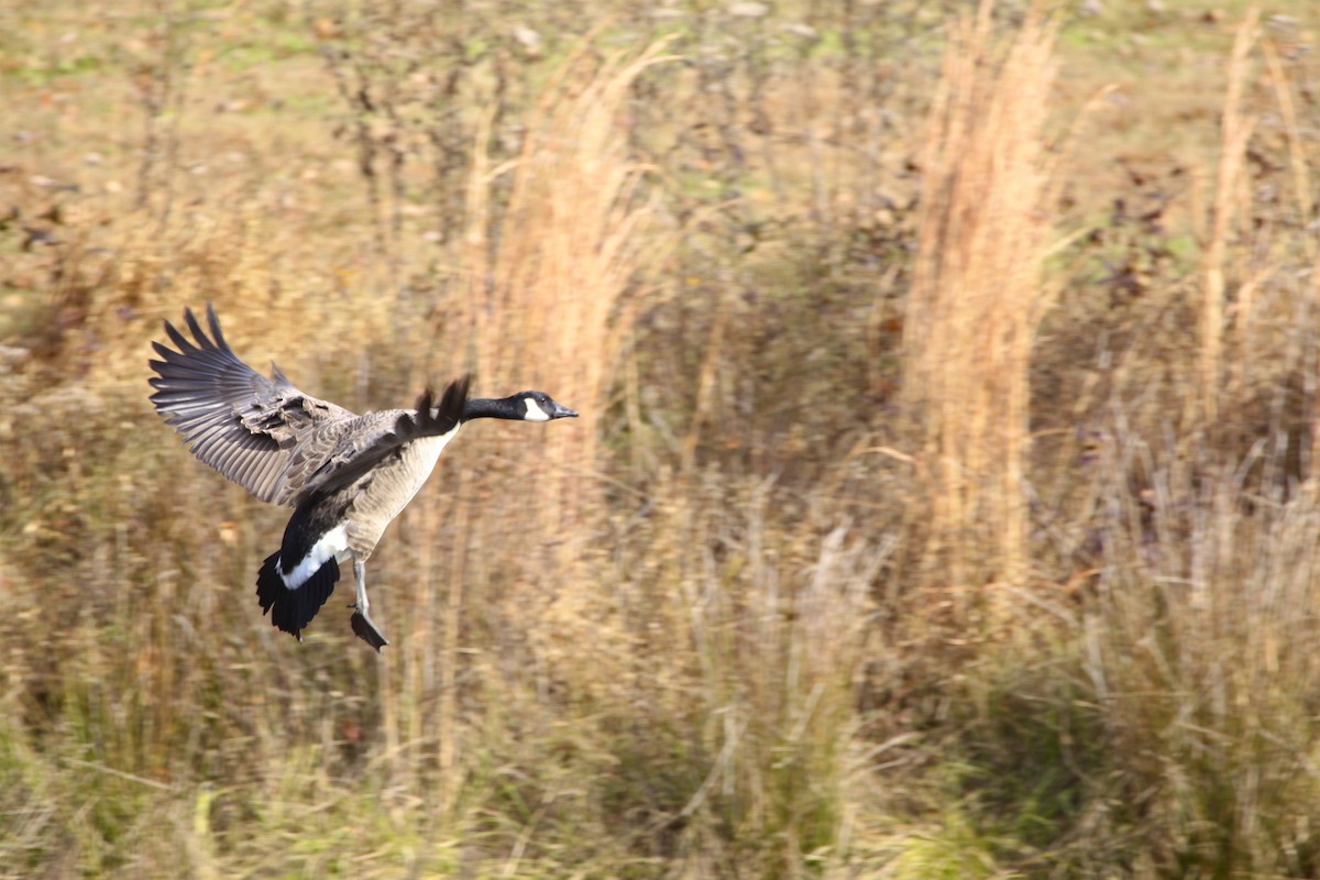 Canada Goose - ML188759251