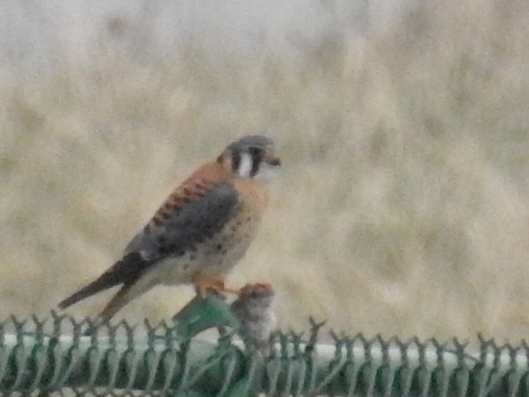 American Kestrel - Gustino Lanese