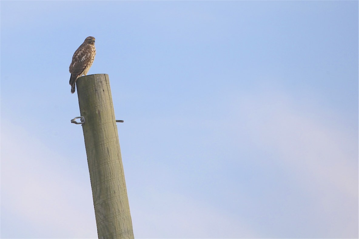 Red-tailed Hawk - Vickie Baily