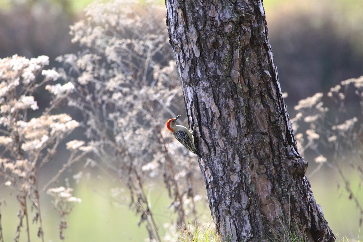 Red-bellied Woodpecker - ML188759611