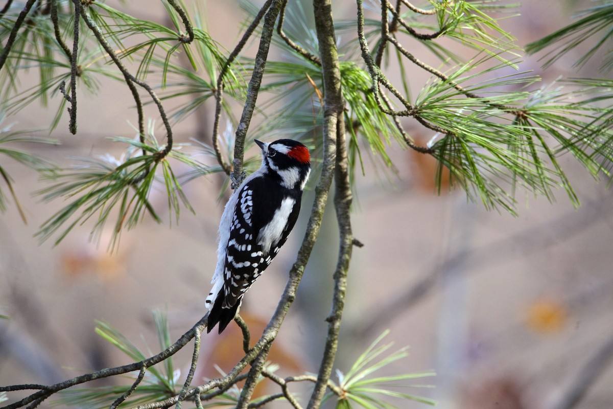 Downy Woodpecker - ML188759621