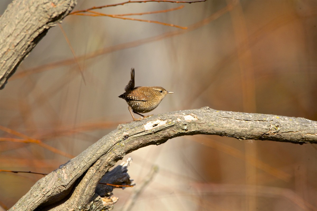 Winter Wren - ML188760031