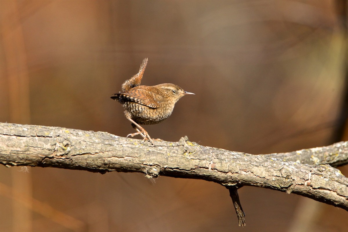 Winter Wren - ML188760061