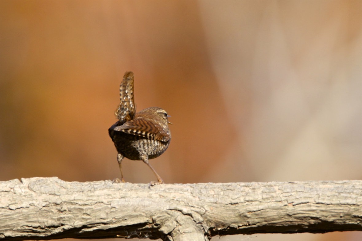 Winter Wren - Vickie Baily