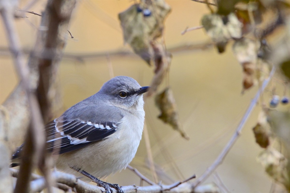 Northern Mockingbird - ML188760151