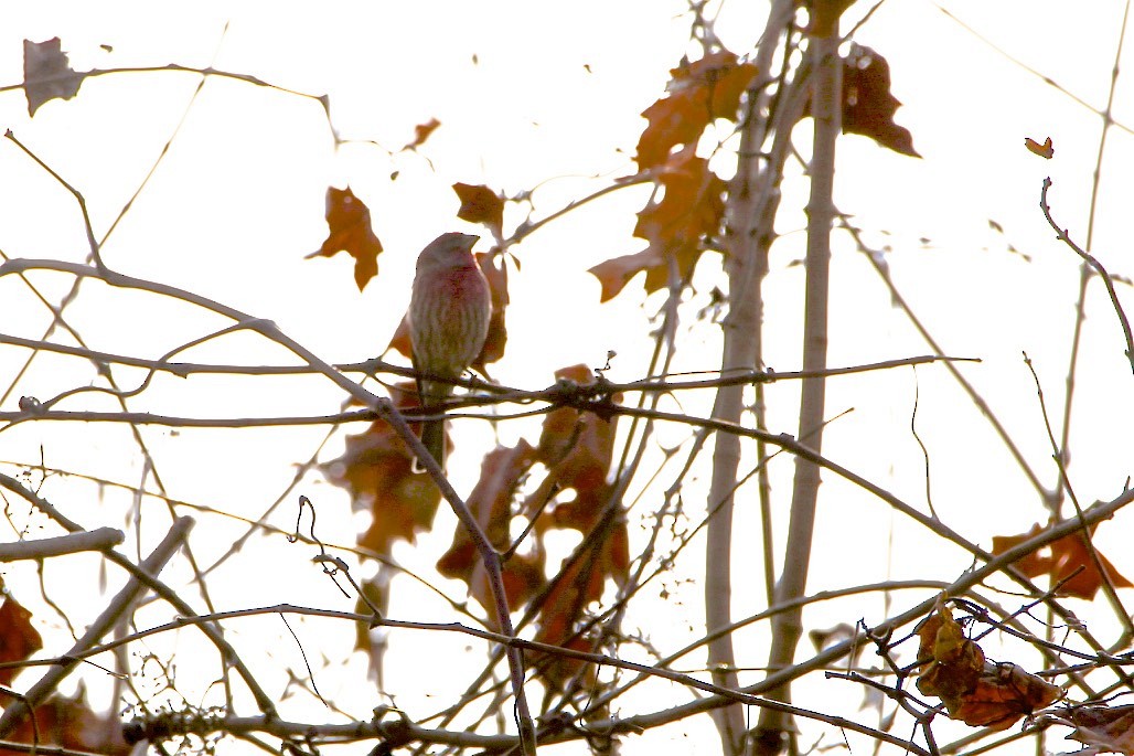 House Finch - ML188760201