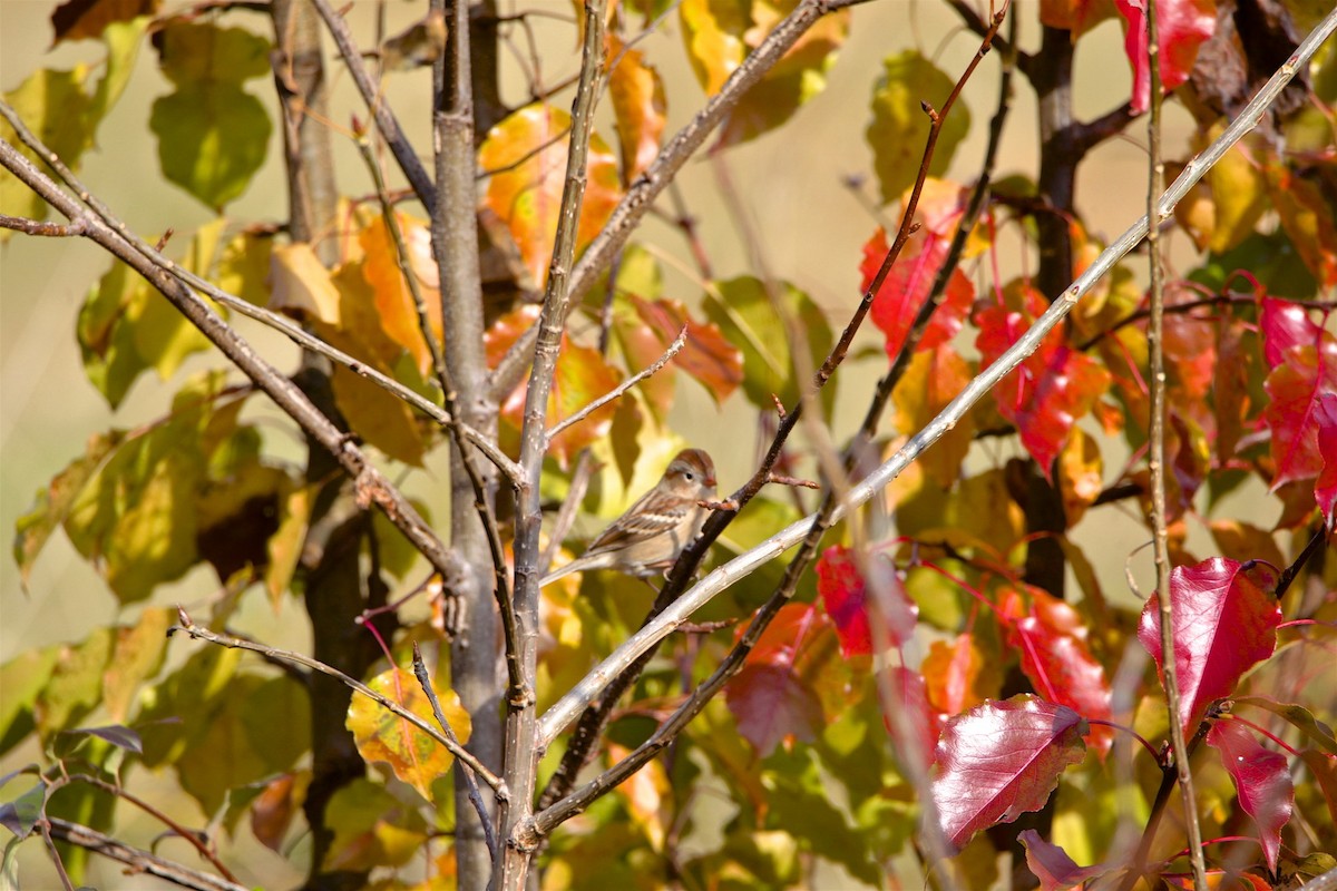 Field Sparrow - ML188760381