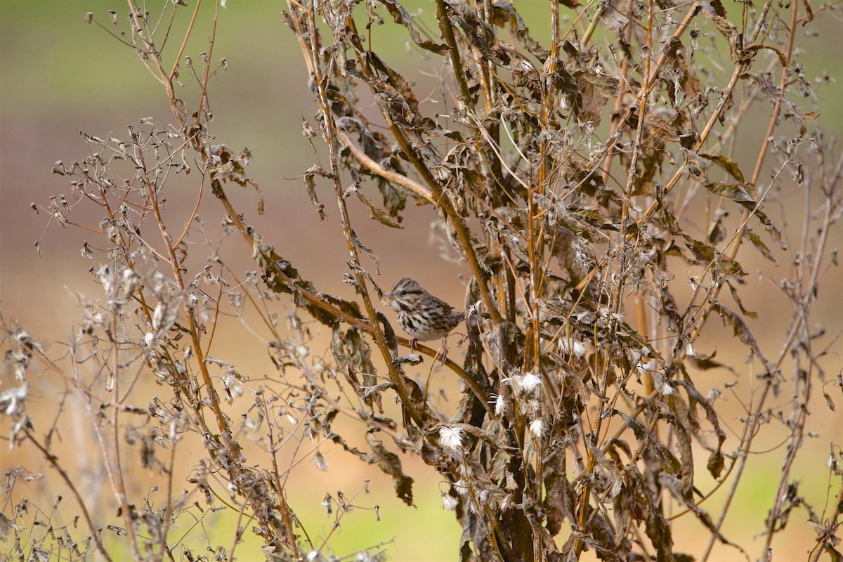 ウタスズメ - ML188760451