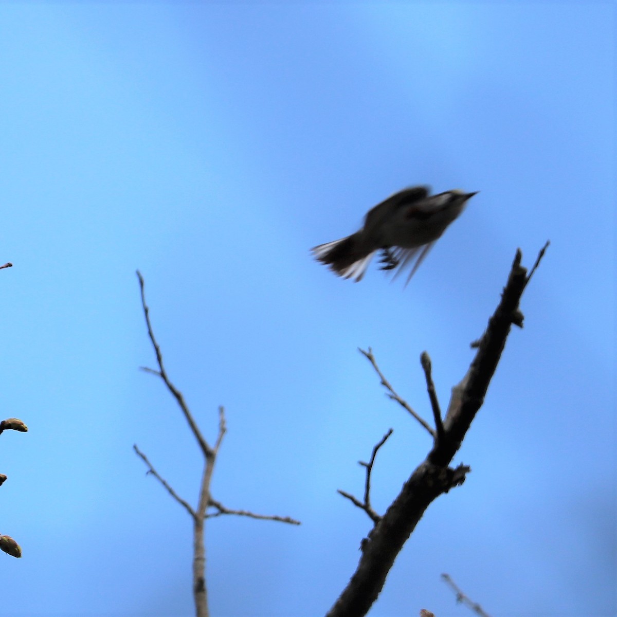 Chestnut-sided Warbler - ML188760761