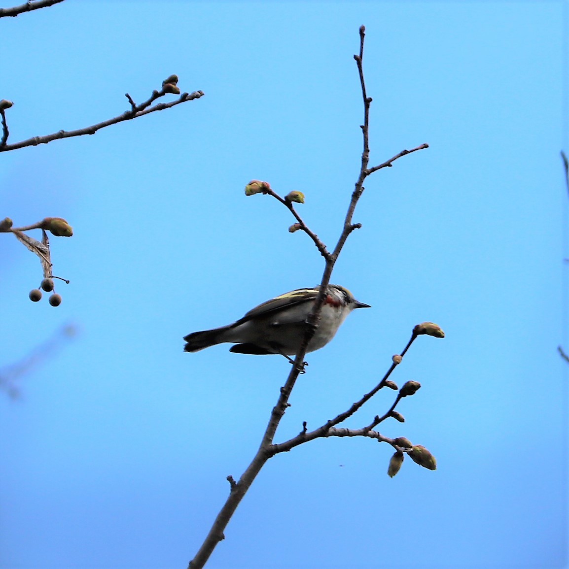 Chestnut-sided Warbler - ML188760771