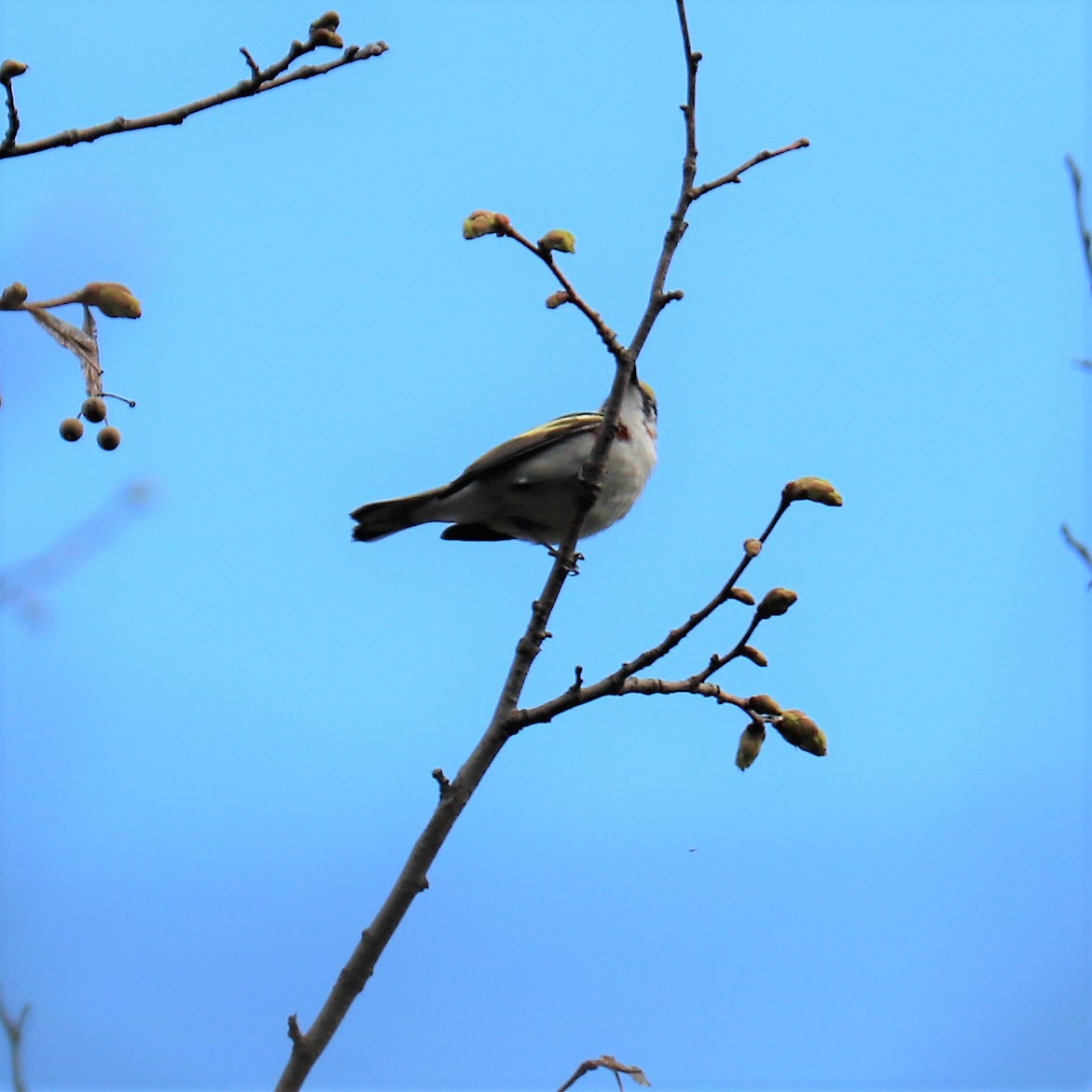 Chestnut-sided Warbler - ML188760791