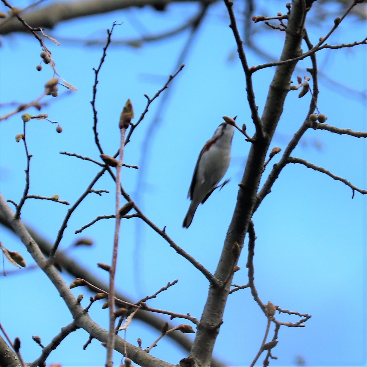Chestnut-sided Warbler - ML188760821
