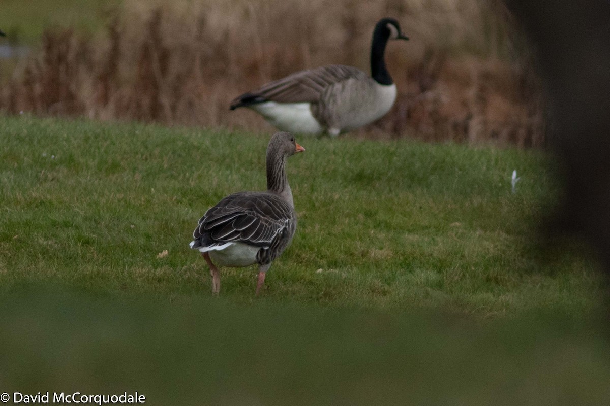 Graylag Goose - ML188761361