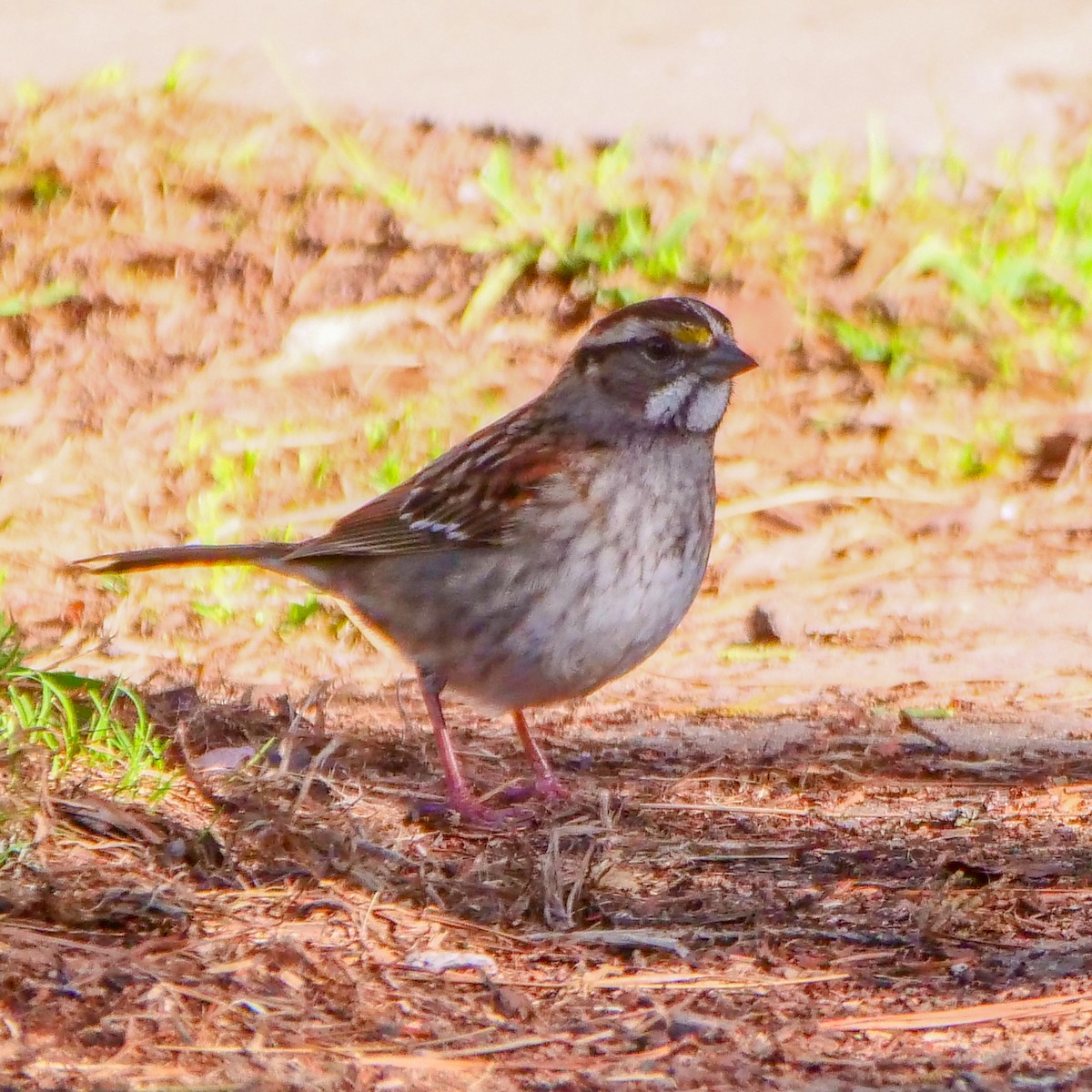 White-throated Sparrow - ML188761651