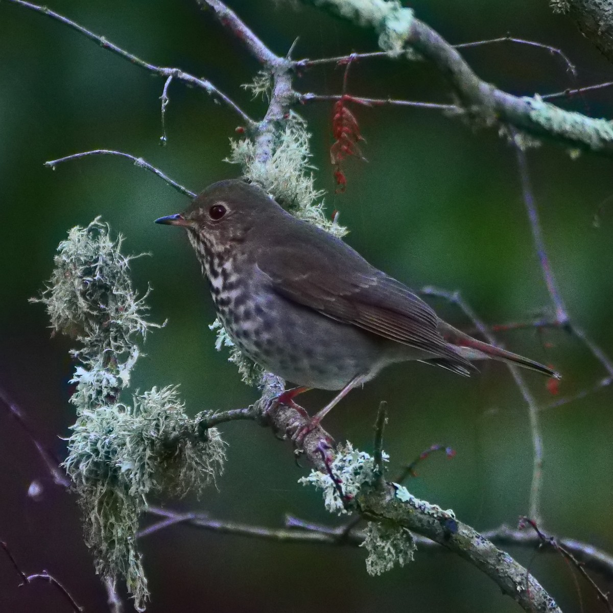 Hermit Thrush - ML188761721