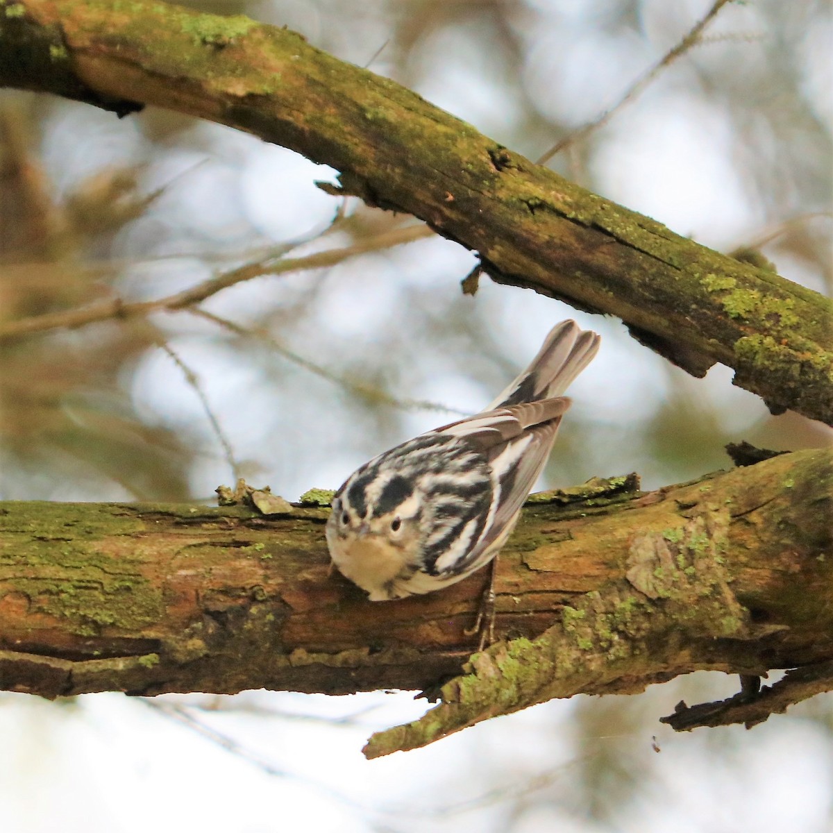 Black-and-white Warbler - ML188762451