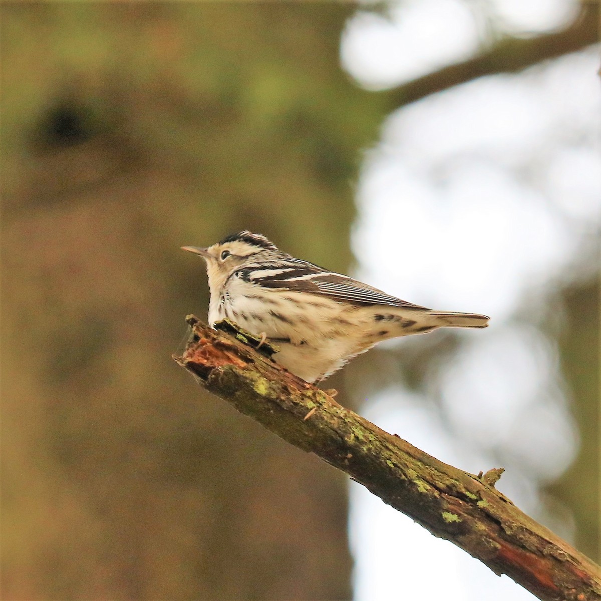 Black-and-white Warbler - ML188762461