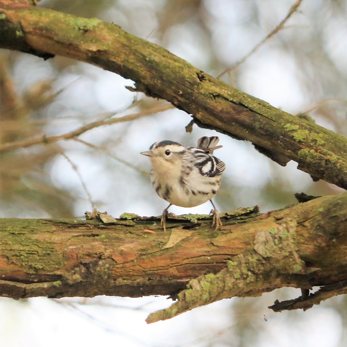 Black-and-white Warbler - ML188762471
