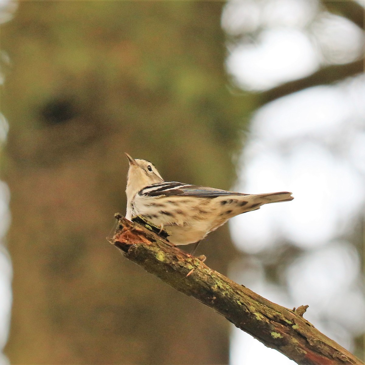 Black-and-white Warbler - ML188762491