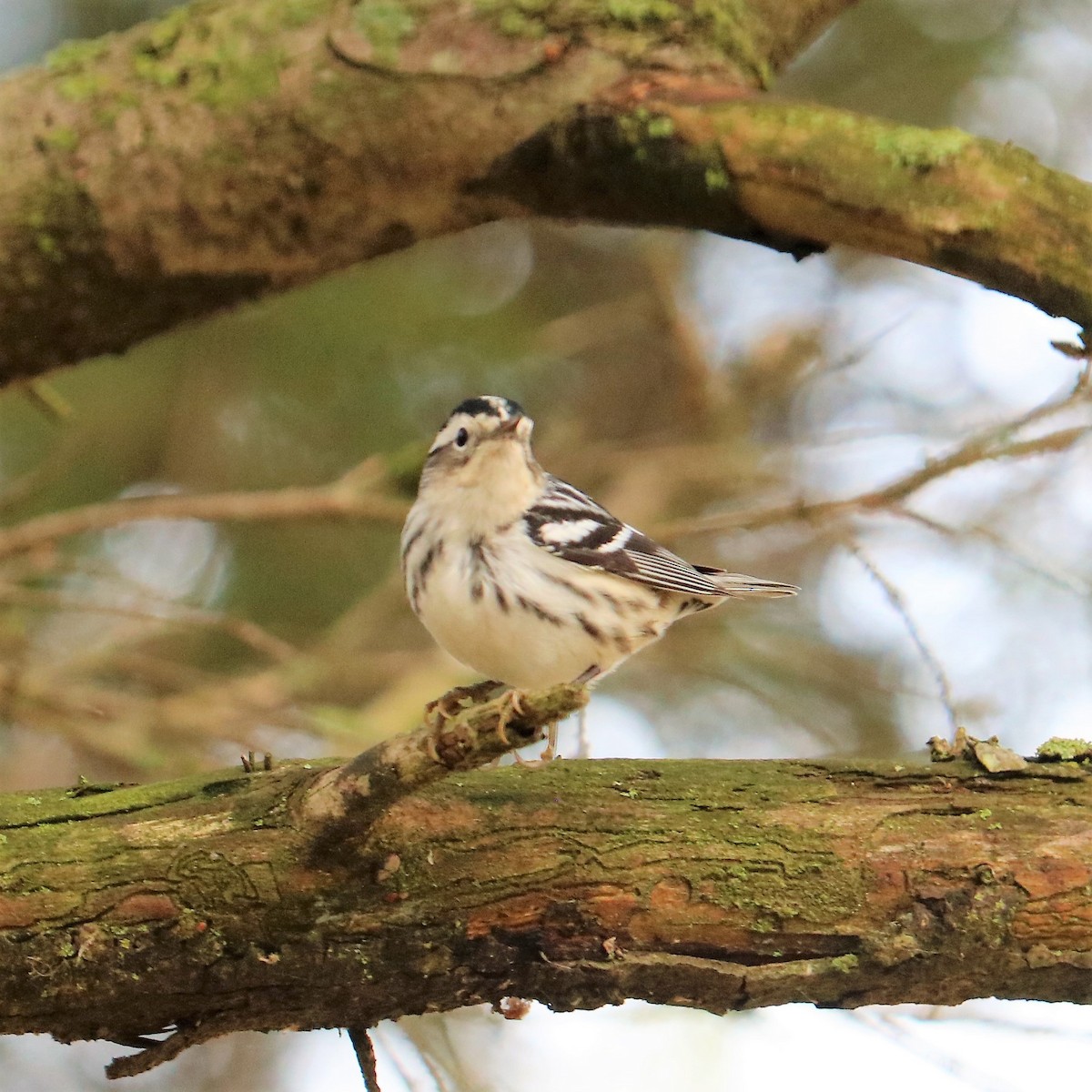 Black-and-white Warbler - ML188762501