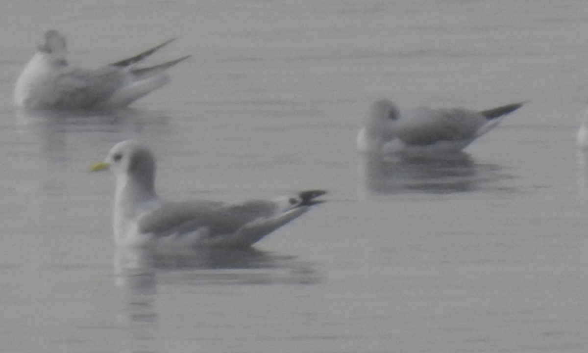 Black-legged Kittiwake - shelley seidman
